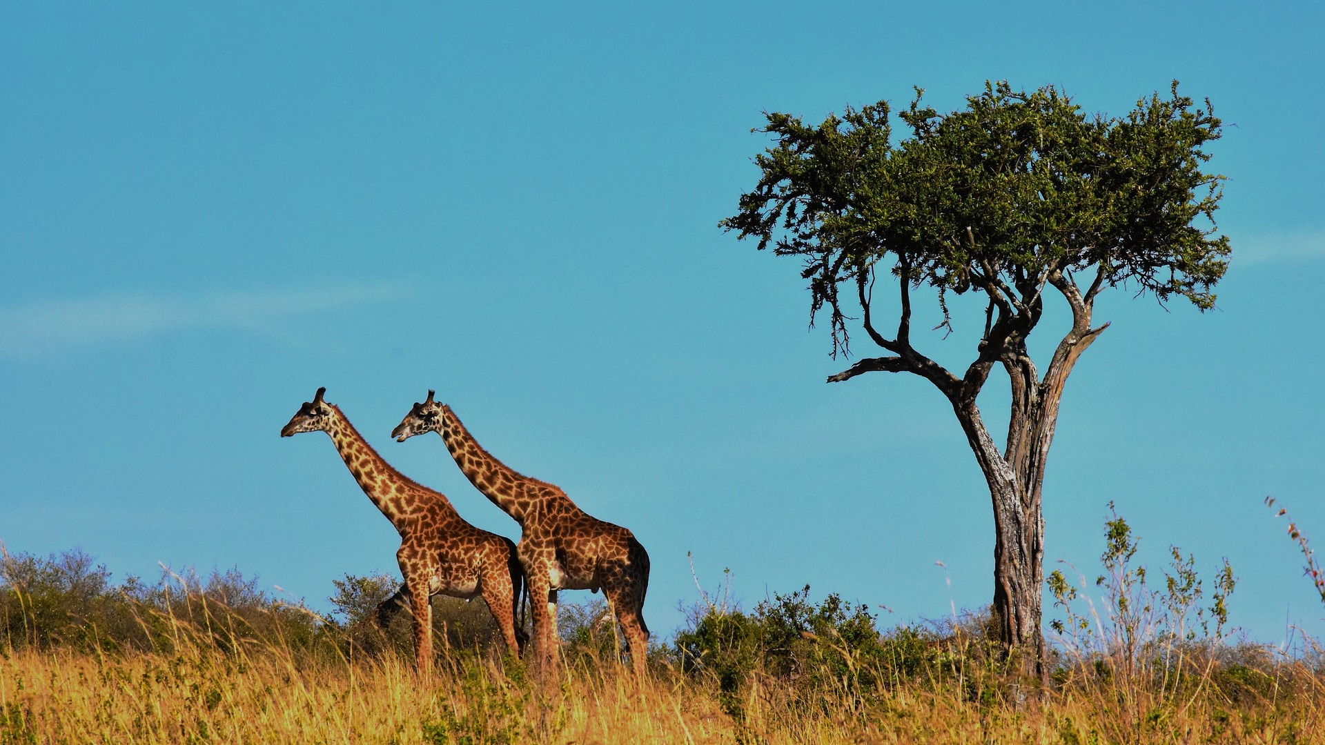 5-Day Standard Safari Program in Tanzania