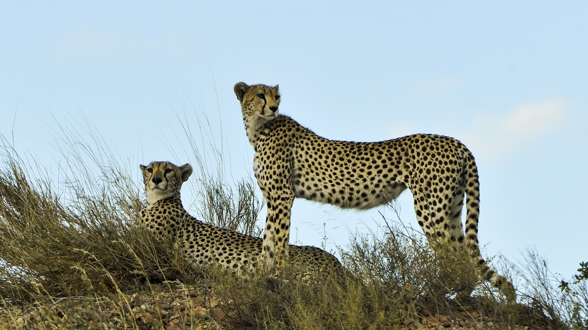 3-Day Serengeti and Ngorongoro Standard Safari