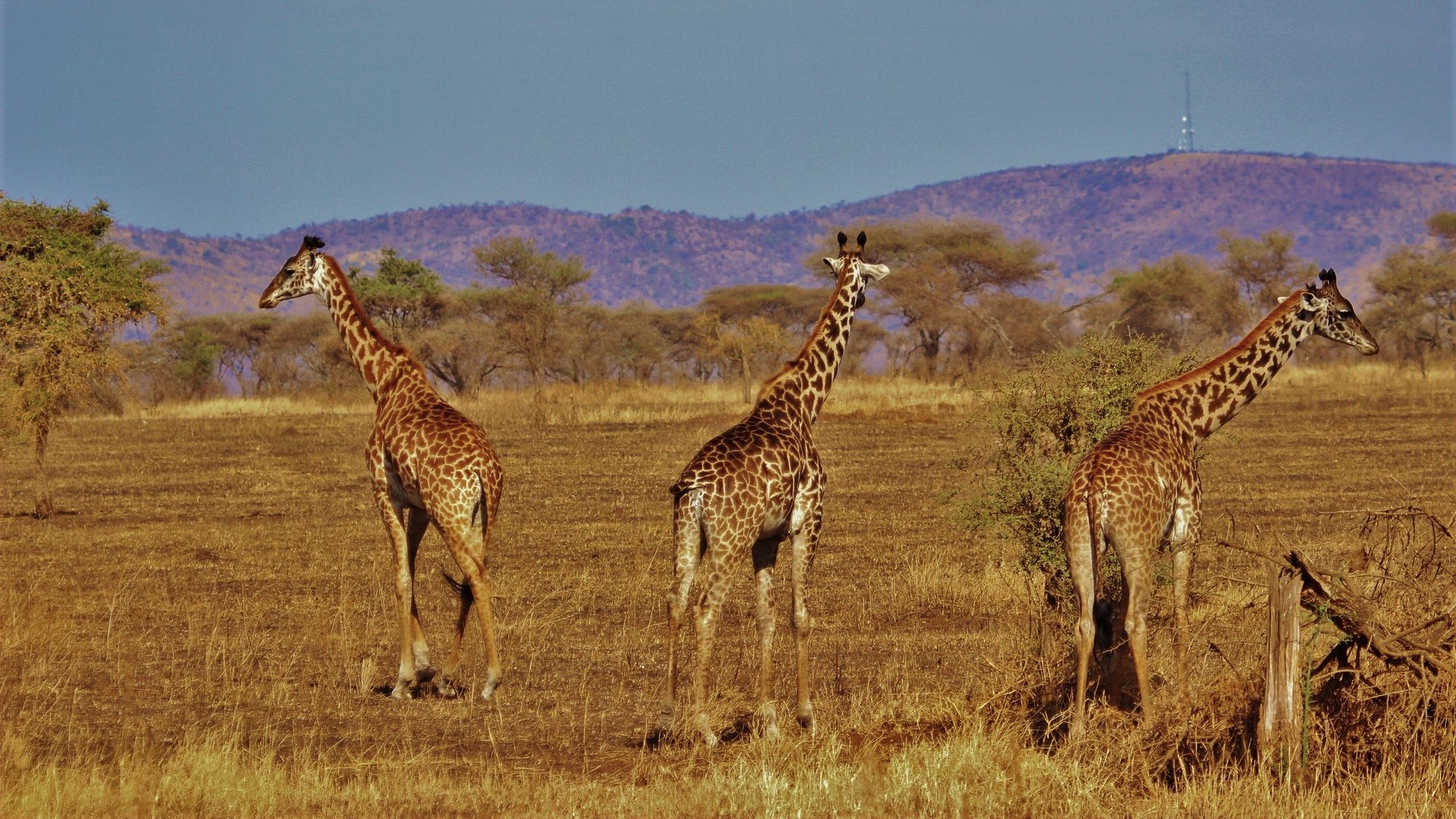 6-Day Standard Safari Program in Tanzania
