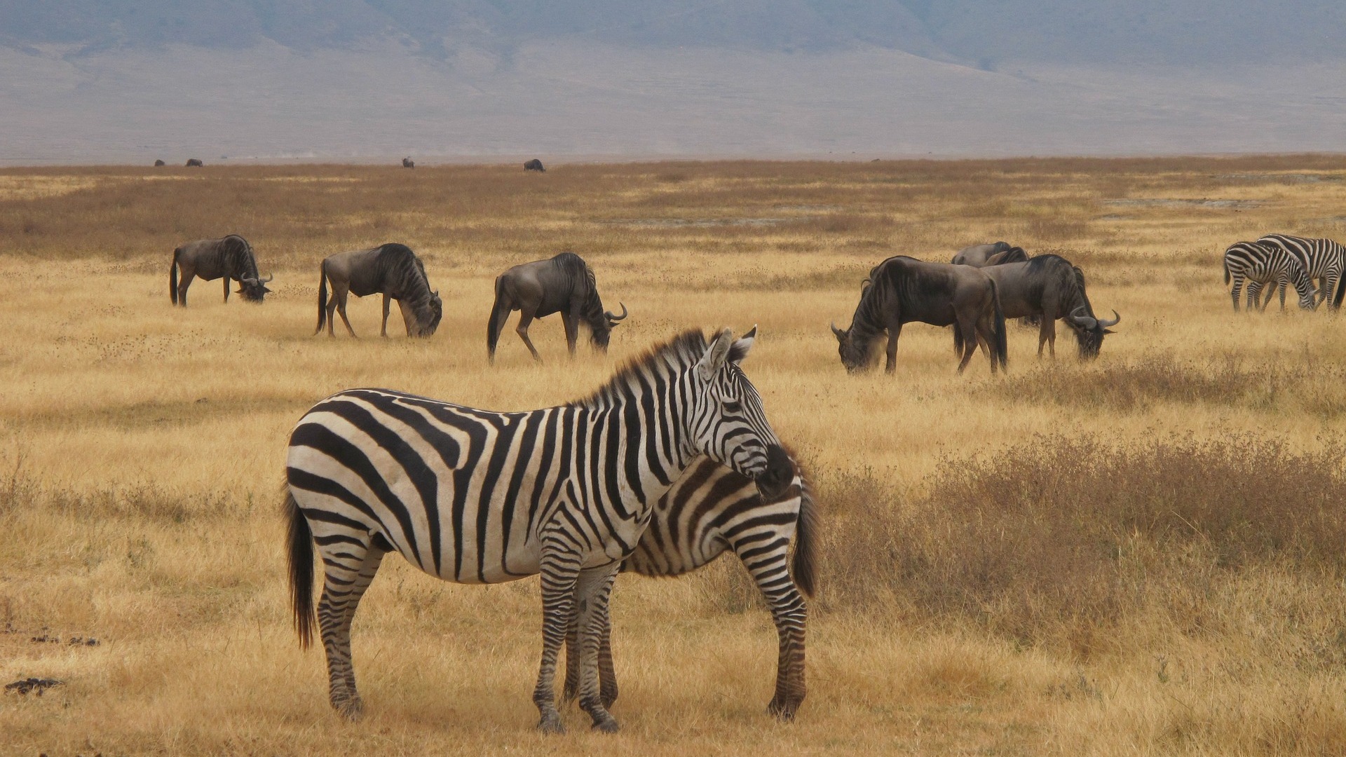 2-Day Luxury Safari Program in Tanzania