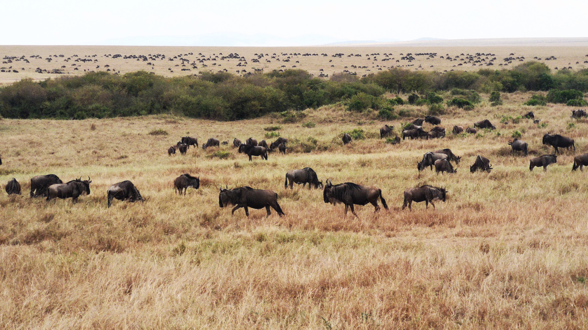 4-Day Tarangire, Ngorongoro Crater and Serengeti Luxury Safari